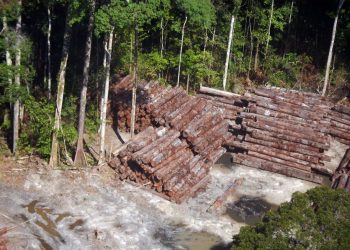Madeira ilegal apreendida pela PRF este ano supera em 95% a de 2019