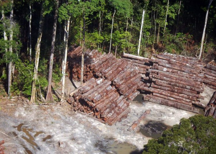 Madeira ilegal apreendida pela PRF este ano supera em 95% a de 2019