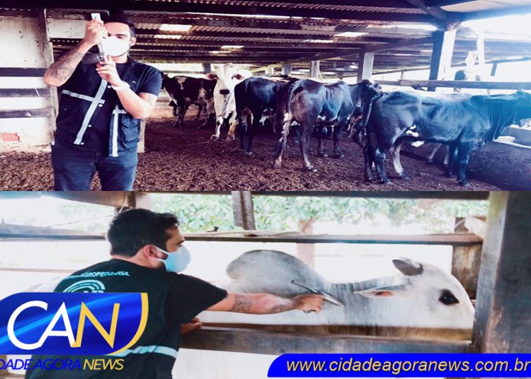 Porto Seguro: Maio será mês de vacinação contra a febre aftosa