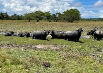 Roteiro do Turismo Rural em Porto Seguro, é o único do Nordeste brasileiro