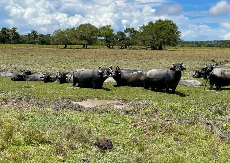 Roteiro do Turismo Rural em Porto Seguro, é o único do Nordeste brasileiro