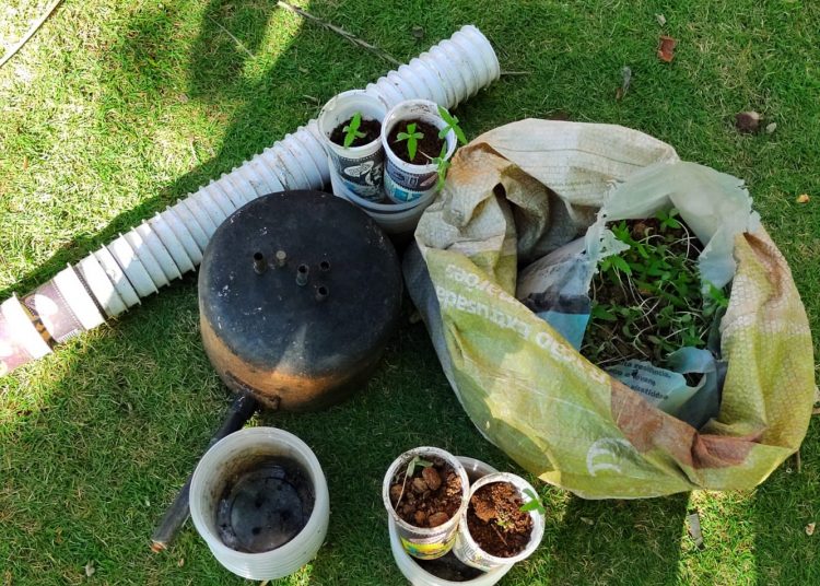 Policia Militar de Belmonte, com apoio da CIPPA, apreende 45 mudas de maconha em Belmonte