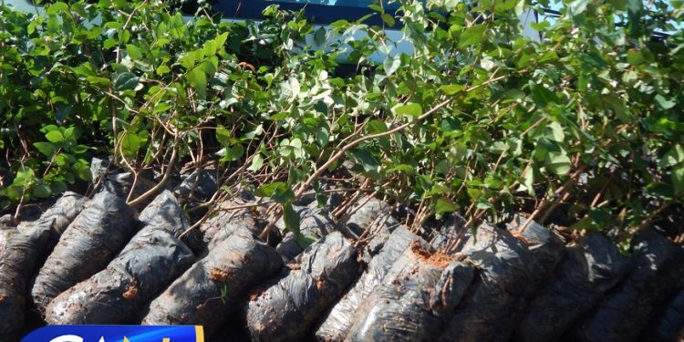 Secretaria de Meio Ambiente de Porto Seguro apresenta nova frota e distribui mudas e árvores frutíferas