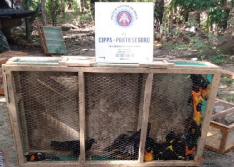 Mais de 200 animais silvestres são resgatados de cativeiro no sul da Bahia; ninguém foi detido